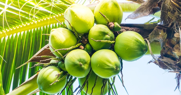 我每天应该喝多少椰子？